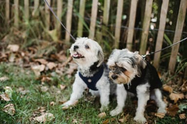 Pets & Animals